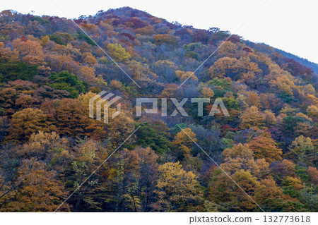 Autumn leaves in Seno, Tono City 132773618