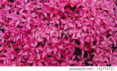 Pink Ixora in Full Bloom Pink Ixora in Full Bloom 132773717