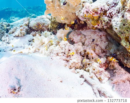 一群可愛的小丑魚。美麗的珊瑚礁和成群的熱帶魚。沖繩縣島尻郡慶良間群島卡比島，座間味島 2025 132773718