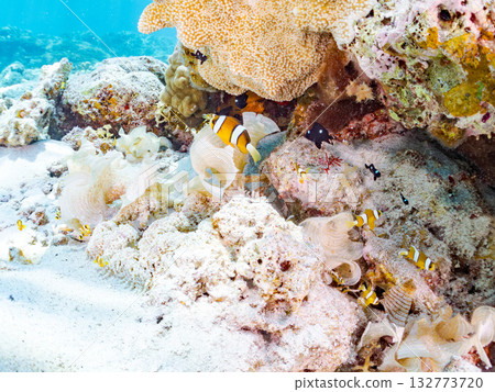 一群可愛的小丑魚。美麗的珊瑚礁和成群的熱帶魚。沖繩縣島尻郡慶良間群島卡比島，座間味島 2025 132773720