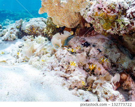 一群可愛的小丑魚。美麗的珊瑚礁和成群的熱帶魚。沖繩縣島尻郡慶良間群島卡比島，座間味島 2025 132773722
