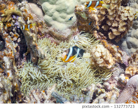 A cute family of clownfish. Beautiful coral reefs and schools of tropical fish. Kabi Island, Kerama Islands, Shimajiri District, Okinawa Prefecture, Zamami Island 2025 132773723