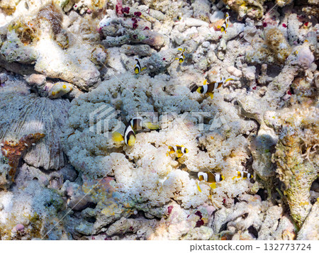 A cute family of clownfish. Beautiful coral reefs and schools of tropical fish. Kabi Island, Kerama Islands, Shimajiri District, Okinawa Prefecture, Zamami Island 2025 132773724