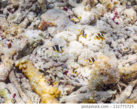 一群可愛的小丑魚。美麗的珊瑚礁和成群的熱帶魚。沖繩縣島尻郡慶良間群島卡比島，座間味島 2025 132773725