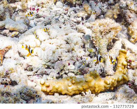 一群可愛的小丑魚。美麗的珊瑚礁和成群的熱帶魚。沖繩縣島尻郡慶良間群島卡比島，座間味島 2025 132773729