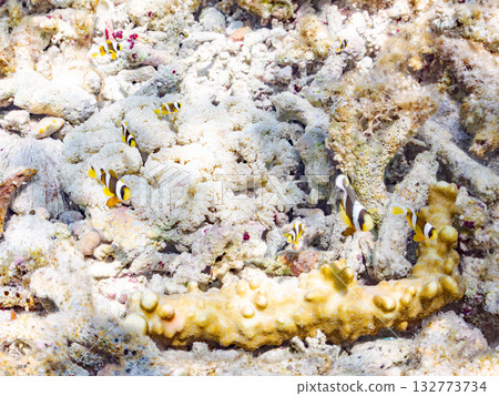 A cute family of clownfish. Beautiful coral reefs and schools of tropical fish. Kabi Island, Kerama Islands, Shimajiri District, Okinawa Prefecture, Zamami Island 2025 132773734
