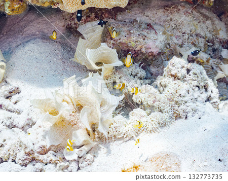 一群可愛的小丑魚。美麗的珊瑚礁和成群的熱帶魚。沖繩縣島尻郡慶良間群島卡比島，座間味島 2025 132773735