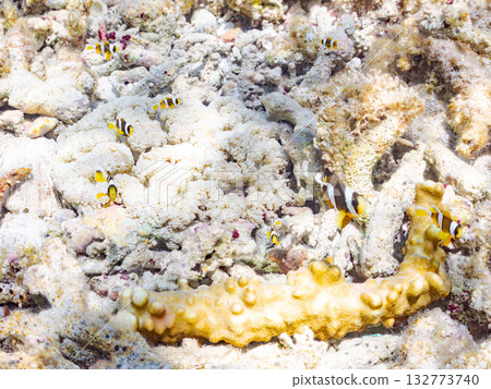 一群可愛的小丑魚。美麗的珊瑚礁和成群的熱帶魚。沖繩縣島尻郡慶良間群島卡比島，座間味島 2025 132773740