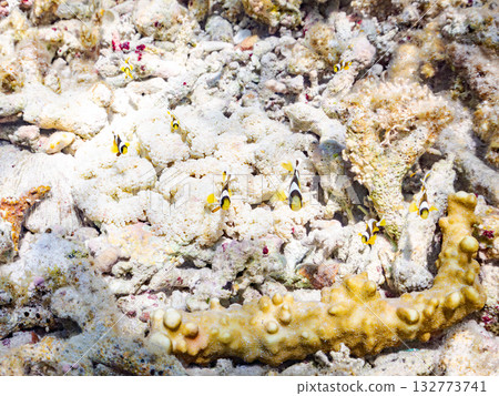 一群可愛的小丑魚。美麗的珊瑚礁和成群的熱帶魚。沖繩縣島尻郡慶良間群島卡比島，座間味島 2025 132773741