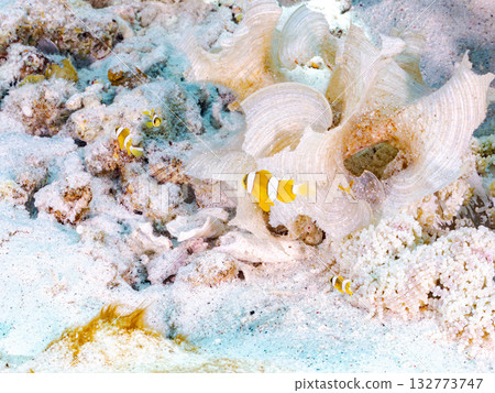 A cute family of clownfish. Beautiful coral reefs and schools of tropical fish. Kabi Island, Kerama Islands, Shimajiri District, Okinawa Prefecture, Zamami Island 2025 132773747