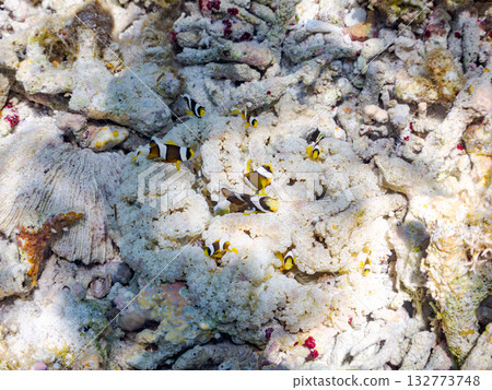 一群可愛的小丑魚。美麗的珊瑚礁和成群的熱帶魚。沖繩縣島尻郡慶良間群島卡比島，座間味島 2025 132773748