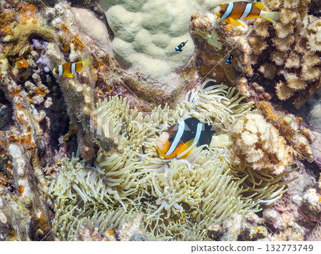 一群可愛的小丑魚。美麗的珊瑚礁和成群的熱帶魚。沖繩縣島尻郡慶良間群島卡比島，座間味島 2025 132773749