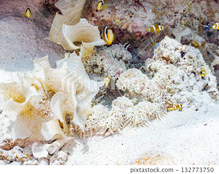 一群可愛的小丑魚。美麗的珊瑚礁和成群的熱帶魚。沖繩縣島尻郡慶良間群島卡比島，座間味島 2025 132773750