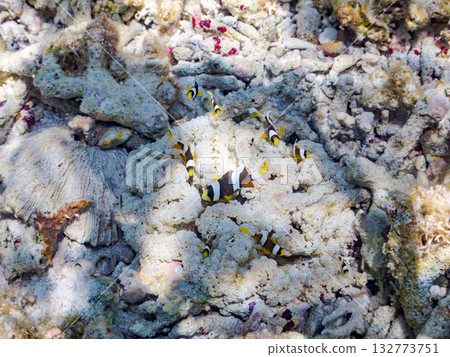 一群可愛的小丑魚。美麗的珊瑚礁和成群的熱帶魚。沖繩縣島尻郡慶良間群島卡比島，座間味島 2025 132773751