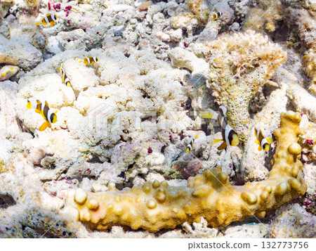 A cute family of clownfish. Beautiful coral reefs and schools of tropical fish. Kabi Island, Kerama Islands, Shimajiri District, Okinawa Prefecture, Zamami Island 2025 A cute family of clownfish. Beautiful coral reefs and schools of tropical fish. Kabi Island, Kerama Islands, Shimajiri District, Okinawa Prefecture, Zamami Island 2025 132773756