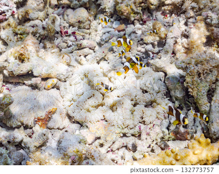A cute family of clownfish. Beautiful coral reefs and schools of tropical fish. Kabi Island, Kerama Islands, Shimajiri District, Okinawa Prefecture, Zamami Island 2025 132773757