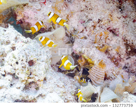 一群可愛的小丑魚。美麗的珊瑚礁和成群的熱帶魚。沖繩縣島尻郡慶良間群島卡比島，座間味島 2025 132773759