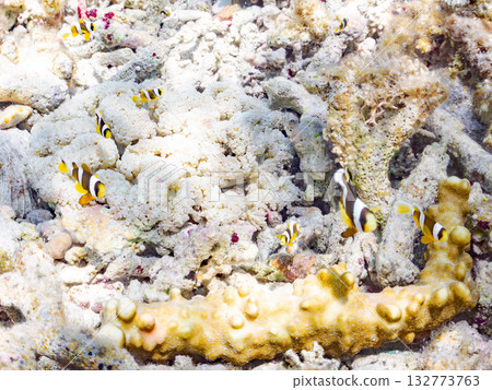 一群可愛的小丑魚。美麗的珊瑚礁和成群的熱帶魚。沖繩縣島尻郡慶良間群島卡比島，座間味島 2025 132773763