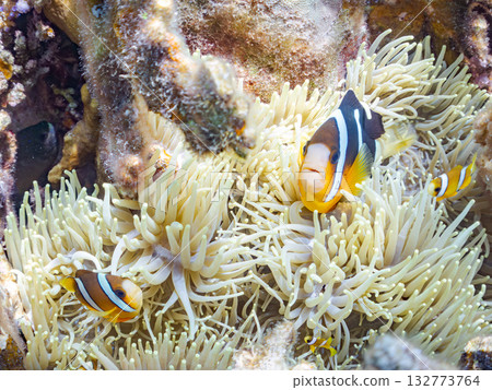 一群可愛的小丑魚。美麗的珊瑚礁和成群的熱帶魚。沖繩縣島尻郡慶良間群島卡比島，座間味島 2025 132773764
