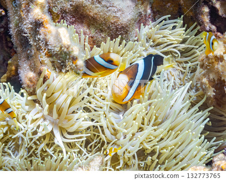 一群可愛的小丑魚。美麗的珊瑚礁和成群的熱帶魚。沖繩縣島尻郡慶良間群島卡比島，座間味島 2025 132773765