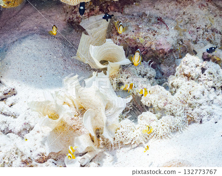 A cute family of clownfish. Beautiful coral reefs and schools of tropical fish. Kabi Island, Kerama Islands, Shimajiri District, Okinawa Prefecture, Zamami Island 2025 132773767