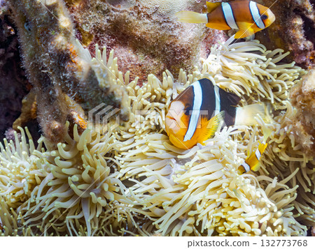 一群可愛的小丑魚。美麗的珊瑚礁和成群的熱帶魚。沖繩縣島尻郡慶良間群島卡比島，座間味島 2025 132773768