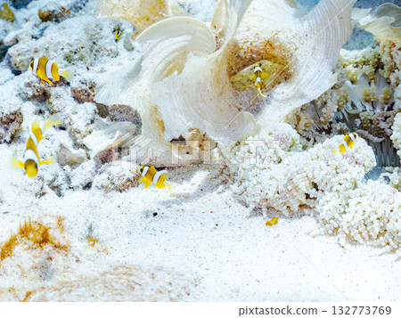 一群可愛的小丑魚。美麗的珊瑚礁和成群的熱帶魚。沖繩縣島尻郡慶良間群島卡比島,座間味島 2025 一群可愛的小丑魚。美麗的珊瑚礁和成群的熱帶魚。沖繩縣島尻郡慶良間群島卡比島,座間味島 2025 132773769