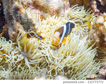 一群可愛的小丑魚。美麗的珊瑚礁和成群的熱帶魚。沖繩縣島尻郡慶良間群島卡比島，座間味島 2025 132773772