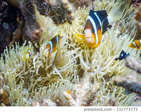 一群可愛的小丑魚。美麗的珊瑚礁和成群的熱帶魚。沖繩縣島尻郡慶良間群島卡比島，座間味島 2025 132773775