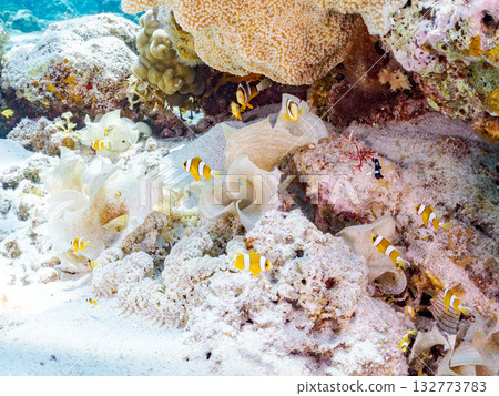 一群可愛的小丑魚。美麗的珊瑚礁和成群的熱帶魚。沖繩縣島尻郡慶良間群島卡比島，座間味島 2025 132773783