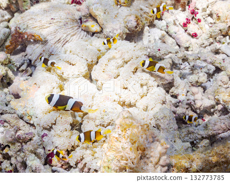 一群可愛的小丑魚。美麗的珊瑚礁和成群的熱帶魚。沖繩縣島尻郡慶良間群島卡比島，座間味島 2025 132773785