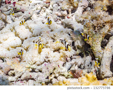 A cute family of clownfish. Beautiful coral reefs and schools of tropical fish. Kabi Island, Kerama Islands, Shimajiri District, Okinawa Prefecture, Zamami Island 2025 132773786