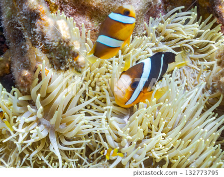 A cute family of clownfish. Beautiful coral reefs and schools of tropical fish. Kabi Island, Kerama Islands, Shimajiri District, Okinawa Prefecture, Zamami Island 2025 A cute family of clownfish. Beautiful coral reefs and schools of tropical fish. Kabi Island, Kerama Islands, Shimajiri District, Okinawa Prefecture, Zamami Island 2025 132773795