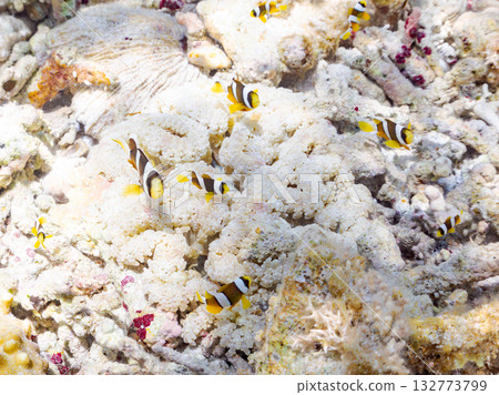 一群可愛的小丑魚。美麗的珊瑚礁和成群的熱帶魚。沖繩縣島尻郡慶良間群島卡比島，座間味島 2025 132773799