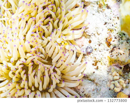 一群可愛的小丑魚。美麗的珊瑚礁和成群的熱帶魚。沖繩縣島尻郡慶良間群島卡比島，座間味島 2025 132773800