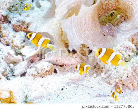 一群可愛的小丑魚。美麗的珊瑚礁和成群的熱帶魚。沖繩縣島尻郡慶良間群島卡比島，座間味島 2025 132773803