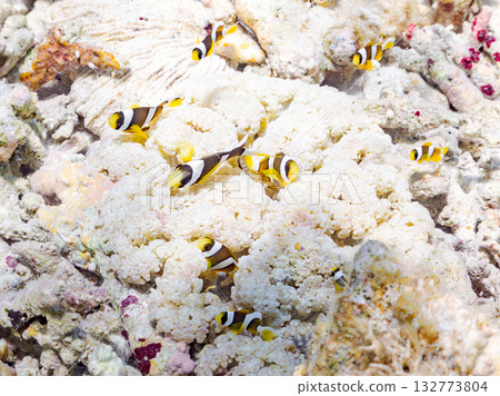 A cute family of clownfish. Beautiful coral reefs and schools of tropical fish. Kabi Island, Kerama Islands, Shimajiri District, Okinawa Prefecture, Zamami Island 2025 132773804