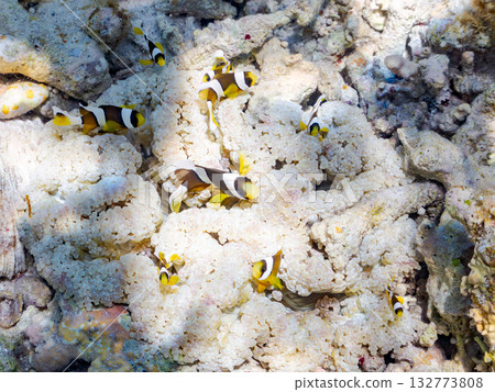 一群可愛的小丑魚。美麗的珊瑚礁和成群的熱帶魚。沖繩縣島尻郡慶良間群島卡比島，座間味島 2025 132773808