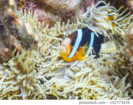 一群可愛的小丑魚。美麗的珊瑚礁和成群的熱帶魚。沖繩縣島尻郡慶良間群島卡比島,座間味島 2025 一群可愛的小丑魚。美麗的珊瑚礁和成群的熱帶魚。沖繩縣島尻郡慶良間群島卡比島,座間味島 2025 132773836
