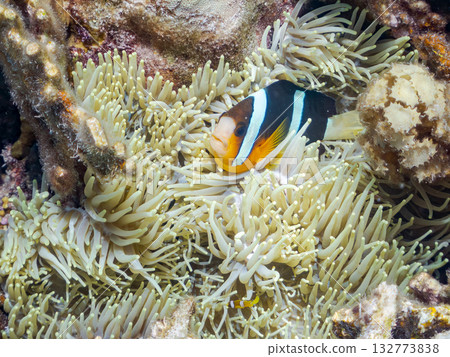 A cute family of clownfish. Beautiful coral reefs and schools of tropical fish. Kabi Island, Kerama Islands, Shimajiri District, Okinawa Prefecture, Zamami Island 2025 132773838