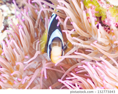 一群可愛的小丑魚。美麗的珊瑚礁和成群的熱帶魚。沖繩縣島尻郡慶良間群島卡比島，座間味島 2025 132773843