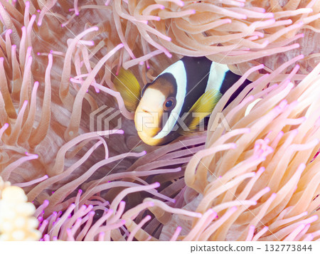 一群可愛的小丑魚。美麗的珊瑚礁和成群的熱帶魚。沖繩縣島尻郡慶良間群島卡比島,座間味島 2025 一群可愛的小丑魚。美麗的珊瑚礁和成群的熱帶魚。沖繩縣島尻郡慶良間群島卡比島,座間味島 2025 132773844