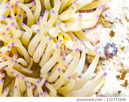 一群可愛的小丑魚。美麗的珊瑚礁和成群的熱帶魚。沖繩縣島尻郡慶良間群島卡比島，座間味島 2025 132773846