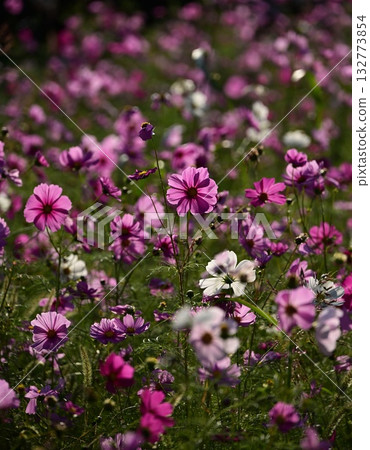 Cosmos flowers blooming under the autumn sun 132773854