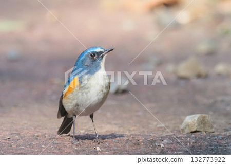 Ruribitaki(男) Ruribitaki(男) 132773922