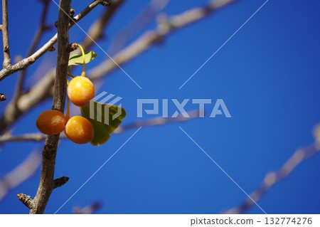 Blue sky and ginkgo 132774276