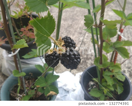 三冠果實成熟時呈黑色 132774391