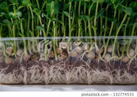 Fresh pea microgreens in a plastic container. Growing healthy greens at home. Juicy pea microgreens close-up. Fresh pea microgreens in a plastic container. Growing healthy greens at home. Juicy pea microgreens close-up. 132774533