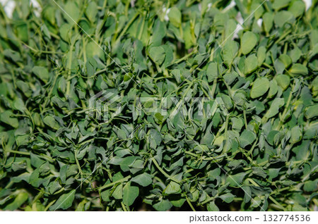 Fresh pea microgreens in a plastic container. Growing healthy greens at home. Juicy pea microgreens close-up. Fresh pea microgreens in a plastic container. Growing healthy greens at home. Juicy pea microgreens close-up. 132774536