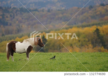 A pony and a crow grazing in a pasture A pony and a crow grazing in a pasture 132774690